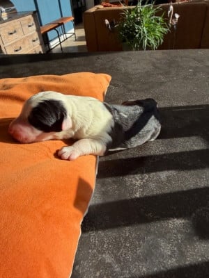 Les chiots de Bobtail