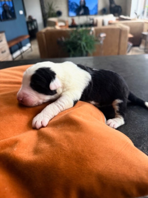 Les chiots de Bobtail