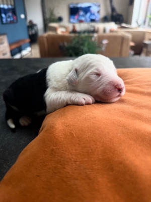 Les chiots de Bobtail