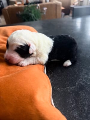 Les chiots de Bobtail