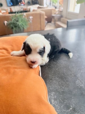 Les chiots de Bobtail