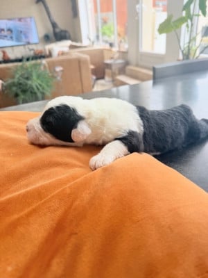 Les chiots de Bobtail