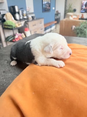 Les chiots de Bobtail