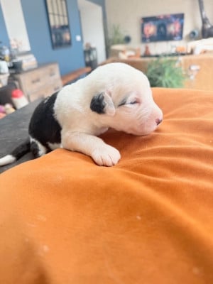 Les chiots de Bobtail