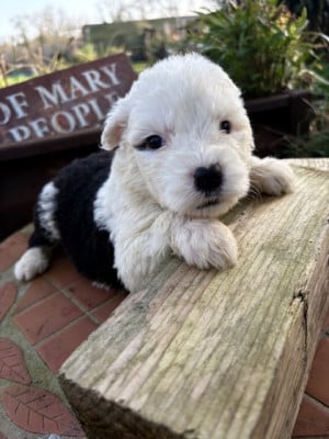 Les chiots de Bobtail