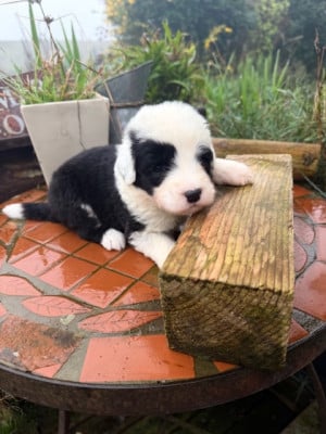 Les chiots de Bobtail