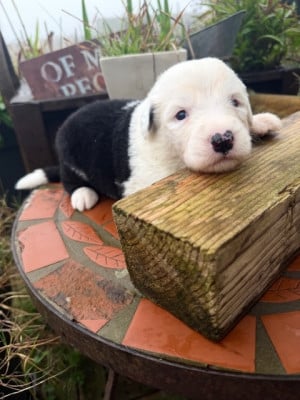 Les chiots de Bobtail