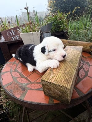 Les chiots de Bobtail