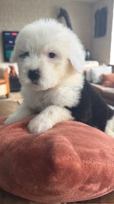 Les chiots de Bobtail