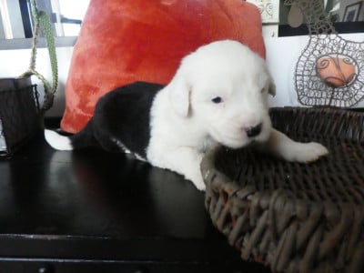 Les chiots de Bobtail