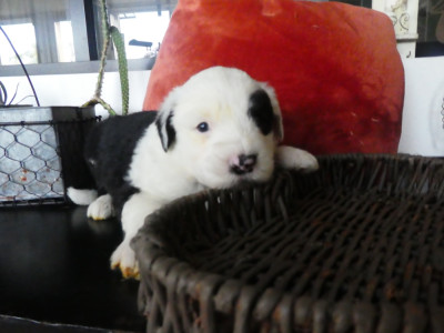 Les chiots de Bobtail