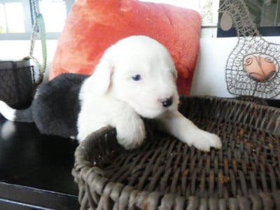 Les chiots de Bobtail