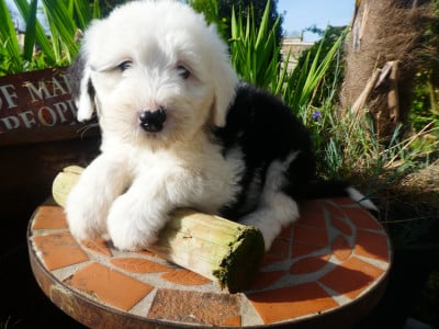 Les chiots de Bobtail