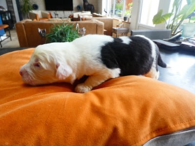 Les chiots de Bobtail