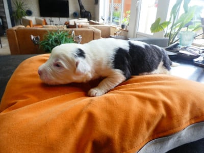 Les chiots de Bobtail