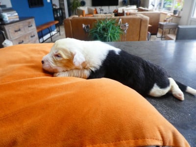 Les chiots de Bobtail