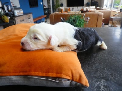 Les chiots de Bobtail