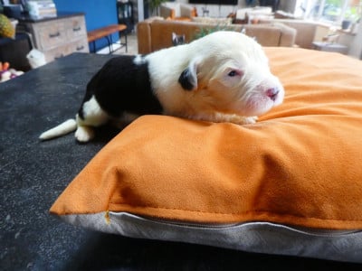 Les chiots de Bobtail