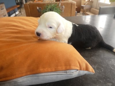 Les chiots de Bobtail