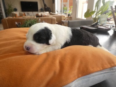 Les chiots de Bobtail