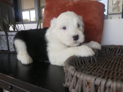 Les chiots de Bobtail