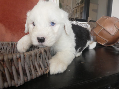 Les chiots de Bobtail