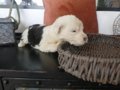 Les chiots de Bobtail