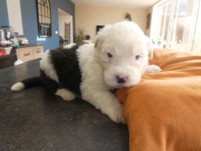 Les chiots de Bobtail