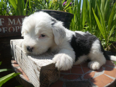 Les chiots de Bobtail