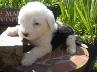 Les chiots de Bobtail