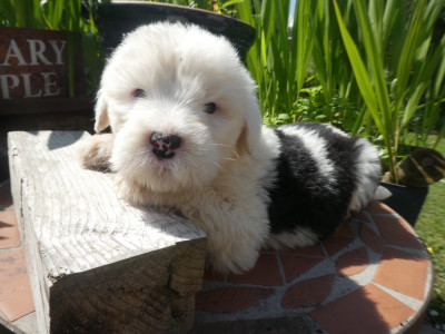 Les chiots de Bobtail