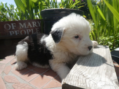 Les chiots de Bobtail