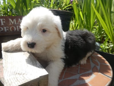 Les chiots de Bobtail