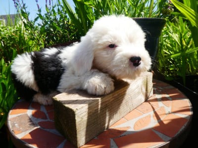 Les chiots de Bobtail
