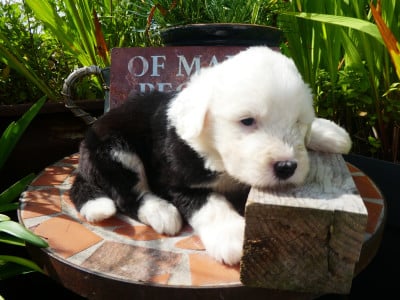 Les chiots de Bobtail