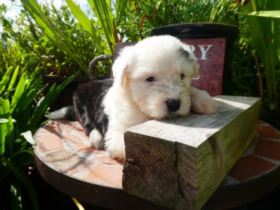 Les chiots de Bobtail