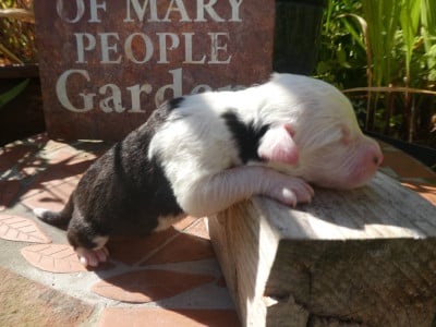 Les chiots de Bobtail