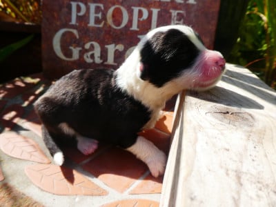 Les chiots de Bobtail