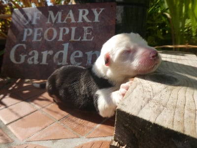 Les chiots de Bobtail