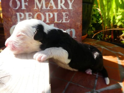Les chiots de Bobtail
