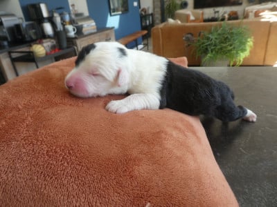Les chiots de Bobtail