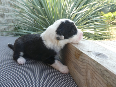 Les chiots de Bobtail