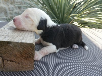 Les chiots de Bobtail