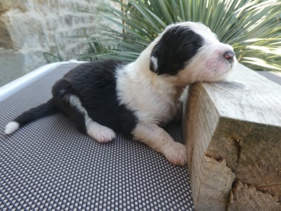 Les chiots de Bobtail