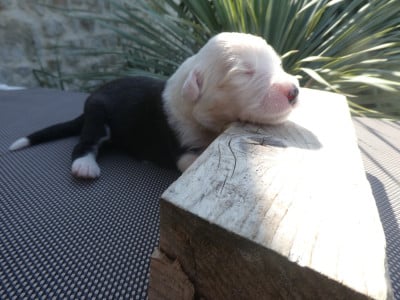 Les chiots de Bobtail