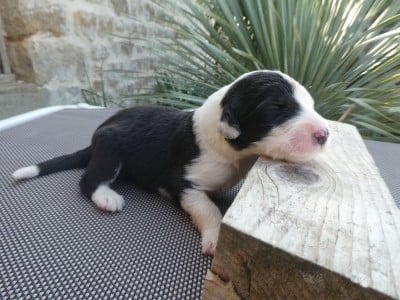 Les chiots de Bobtail