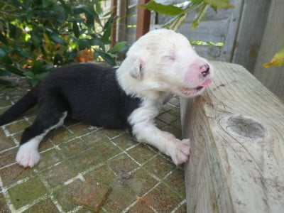 Les chiots de Bobtail
