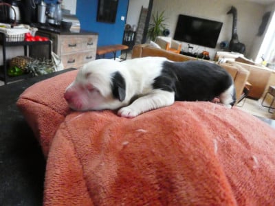 Les chiots de Bobtail