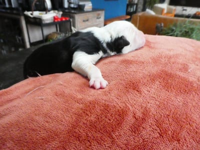 Les chiots de Bobtail