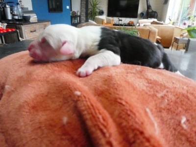 Les chiots de Bobtail